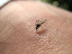 Image of mosquito biting a person