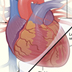 diagram of the human heart, cropped