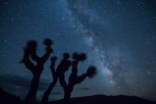 Another great photo from our friends at the Bureau of Land Management.mypubliclands:

The summer night sky in the Piper Mountain Wilderness Area in Inyo County, California.  Alluvial fans cover large portions of the eastern side of the wilderness, with plains and hills also part of the landscape. Desert bighorn sheep habitat can be found in three areas within this wilderness. Sagebrush and juniper-pinyon woodland are the common vegetation, with conifer trees on the higher elevations. At the base of the Inyo Mountains lies one of the northernmost stands of Joshua trees, as seen in this picture.  Piper Mountain Wilderness and many other BLM land areas are far from city lights and offer incredible night sky viewing opportunities.
Photo credit: Bob Wick, BLM-California
