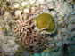 image of algae covered corals