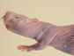 image of a naked mole rat