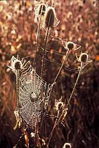 Photo: an orb-weavers's web.