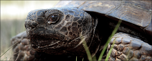 Gopher Tortoise, Photo: Jay Williams