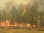 2011 Wallow Fire, site near Nutrioso, Arizona - Arizona NRCS