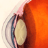 Small sample diagram of the eye (2).