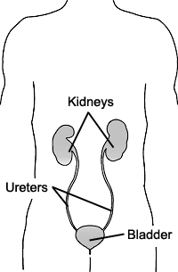 Drawing of an outline of a body with the kidneys, ureters, and bladder labeled.