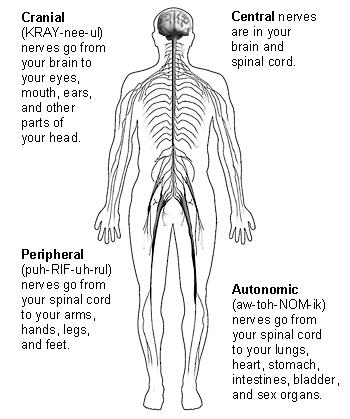 Drawing of the outline of a body showing the nervous system with descriptions of each of the four types of nerves. Cranial nerves go from your brain to your eyes, mouth, ears, and other parts of your head. Central nerves are in your brain and spinal cord. Peripheral nerves go from your spinal cord to your arms, hands, legs, and feet. Autonomic nerves go from your spinal cord to your lungs, heart, stomach, intestines, bladder, and sex organs.