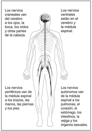 Ilustración del cuerpo que muestra el sistema nervioso con descripciones de los cuatro tipos de nervios. Los pares craneales van desde el cerebro hacia los ojos, boca, orejas y otras partes de la cabeza. Los pares centrales se encuentran en el cerebro y la médula espinal. Los nervios periféricos van desde la médula espinal a los brazos, manos, piernas y pies. Los nervios autónomos van desde la médula espinal hacia los pulmones, corazón, estómago, intestinos, vejiga y órganos reproductores