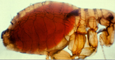 Image: Oriental rat flea