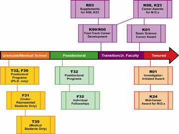 Diagram indicating training and career development timeline:An arrow depicts a timeline for the advancement of an individual’s career from Graduate or Medical School, through a Postdoctoral position and Transition to Jr. Faculty and finally to a tenured position.  During the graduate or medical school, pre-doctoral programs are available for either the M.D. or the Ph.D. Postdoctoral training is handled by the same mechanism for the M.D. or Ph.D. while during the Transition to Jr. Faculty positions.  Thus, the individual F30, F31, or F32 mechanisms or the institutional T32 or T35 mechanisms are utilized during the pre-doctoral stage or the post-doctoral stage.  The last two stages of the timeline relate to career development and employ numerous K mechanisms, the R01 and the transition award that incorporates a K99 and a R00. The transition award is designed to move the individual from a mentored position, supported by the K99, to a position of independence with a R00.