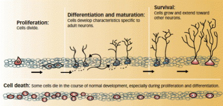 Schematic diagram shows stages of neuronal development in the hippocampus.