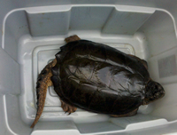 Thumbnail image of snapping turtle in large tub awaiting release.