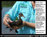 Screen shot of wildlife rescue video