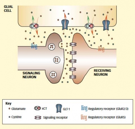 Illustration of neuron - see caption