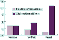 Graph shows that variations in a gene can affect the likelihood of developing psychosis in adulthood following exposure to cannabis in adolescence.