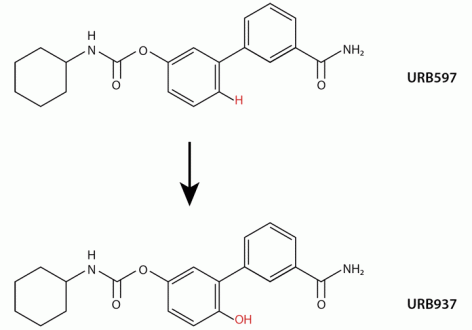 Diagram compares URB597 and URB937 molecules, showing that the former is converted to the latter by substituting a hydroxyl group for a hydrogen group.