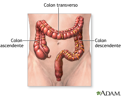 Anatomía normal