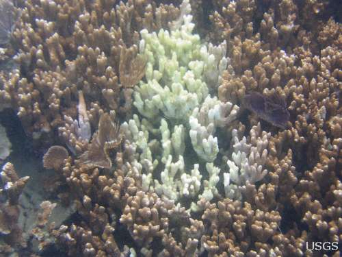 Coral reef affected by Montipora White Syndrome. Note the large swath of white skeleton tissue surrounded by normal (brown) corals.
