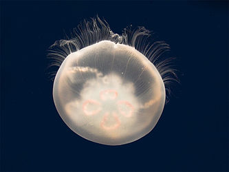 Moon jellyfish