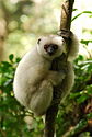 A primate with white fur, black face, and red eyes gripping a tree with both hands and feet in the foreground and green leaves in the background