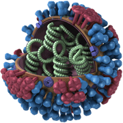 General structure and biology of influenza viruses