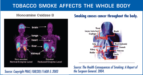 Image shows how tobacco smoke affects the whole body