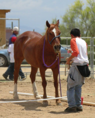 image of Native American youth working with a horse in an equine therapy program