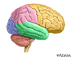 Illustration of the brain