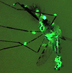 Mosquito with glowing green areas throughout its body.