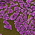 Scanning electron microscope image showing lumps of purple spherical bacteria.