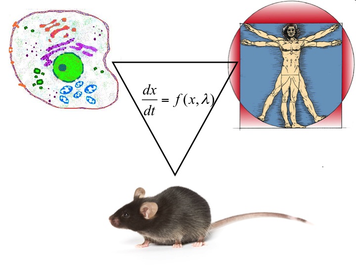 A depiction of the importance of mathematical modeling in vitro, animal, and human disease systems.