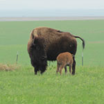Baby bison with mother at the preserve