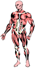 Picture of human muscles 