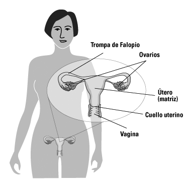 diagrama de la matriz - trompa de falopio - ovarios - utero (matiz) - cuello uterino - vagina