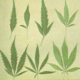 Imagen de las hojas de la marihuana