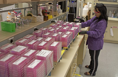 Lab technician in purple coat stacks cell plates
