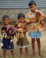Three boys holding puppies