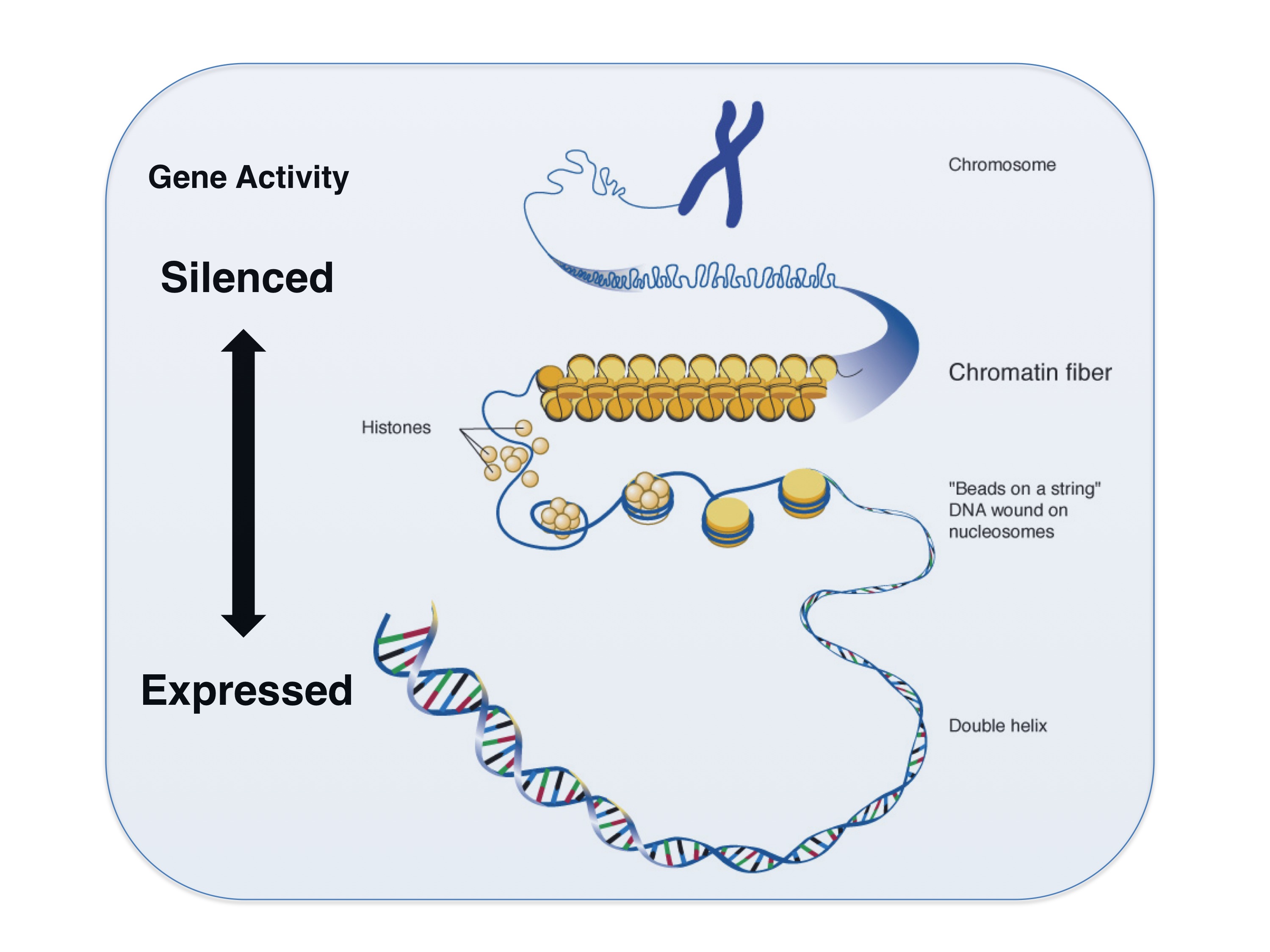 A model of the components of DNA depicting locations where gene activity may be silenced or expressed, including histones