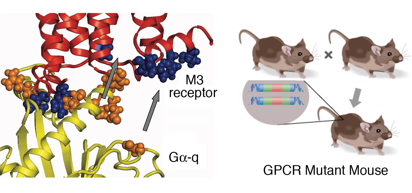 A molecular model of a G protein interacting M3 muscarinic acetylcholine receptor and a depiction of a G protein-coupled receptor mutant mouse