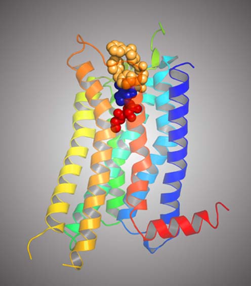 A2A adenosine receptor and agonist 