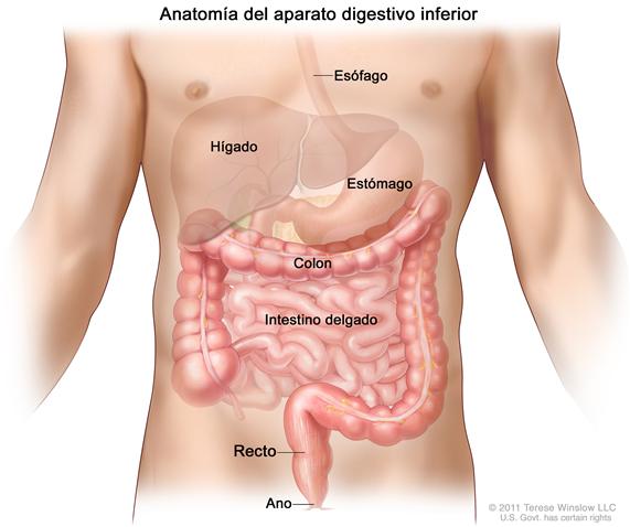 Anatomía del aparato  gastrointestinal (digestivo); muestra el esófago, el hígado, el estómago, el colon, el intestino delgado, el recto y el ano.