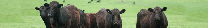 Image: Beef cattle