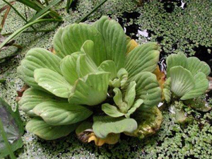 Photograph of a floating plant.