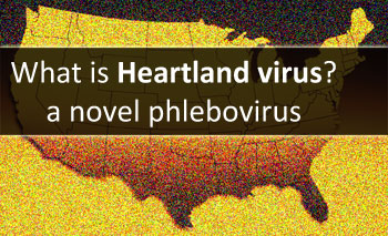 What is Heartland virus? a phlebovirus