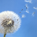 Photo of dandelion with blue sky background.