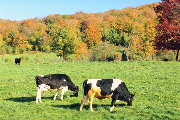 Cows in a Field with Fall Foliage in the background