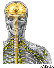 Illustration of the brain, spinal cord and peripheral nerves