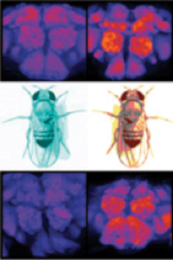 Protein stain of fly brain