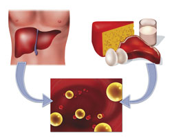 The liver (upper left) produces cholesterol (bottom). We also get cholesterol from what we eat, especially meat and dairy products.