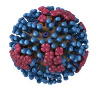 Generic Influenza Virion’s Ultrastructure